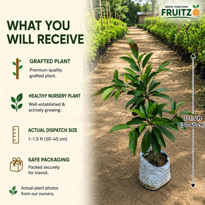 Rare Red Sapote Plant (Grafted) – Great Choice for Home & Terrace Gardening