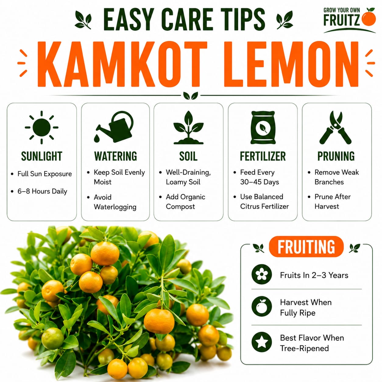 All Time Kamkot Lemon Grafted Plant For Home | Terrace Garden