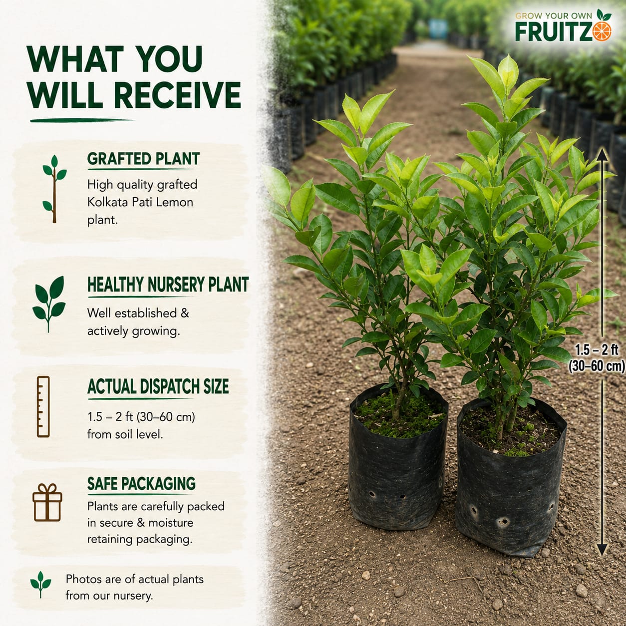 Kolkata Pati Lemon Grafted Plant for Home & Terrace Gardening