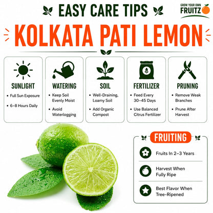 Kolkata Pati Lemon Grafted Plant for Home & Terrace Gardening