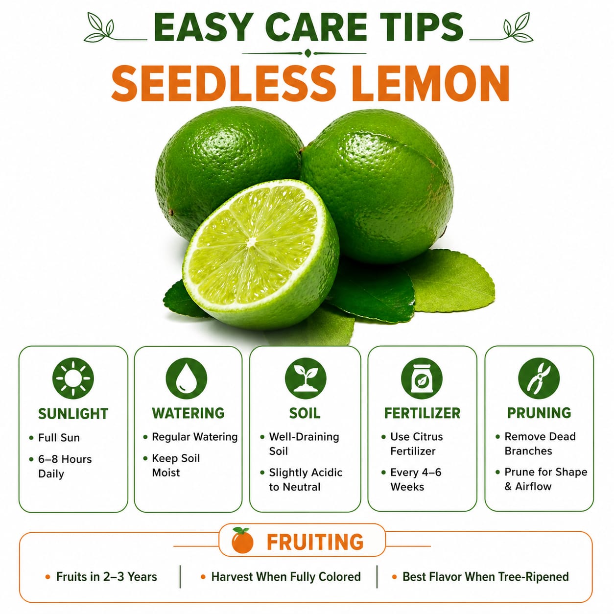 Seedless Lemon (Grafted) Fruit Plant  for Home & Terrace Gardening