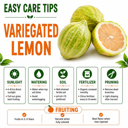 Variegated Grafted Lemon For Home Garden & Terrace Gardening
