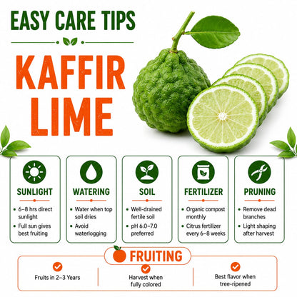 Kaffir lime Grafted Plant For Home | Terrace Gardening