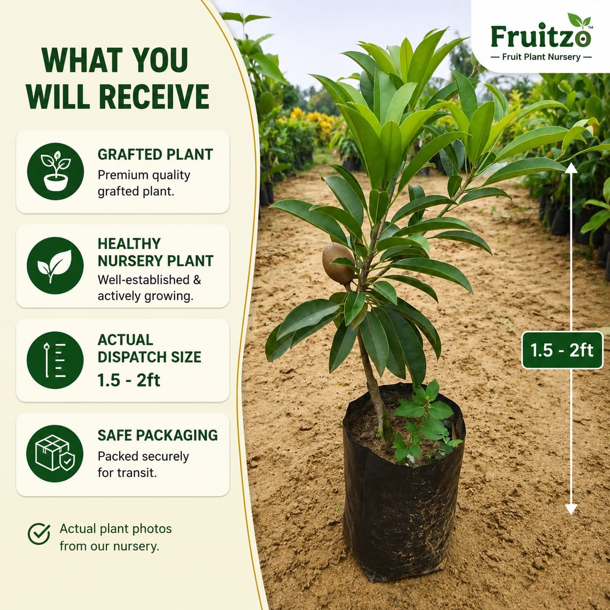 Banana Chiku Grafted Hybrid Plant Perfect for Home & Terrace Gardening