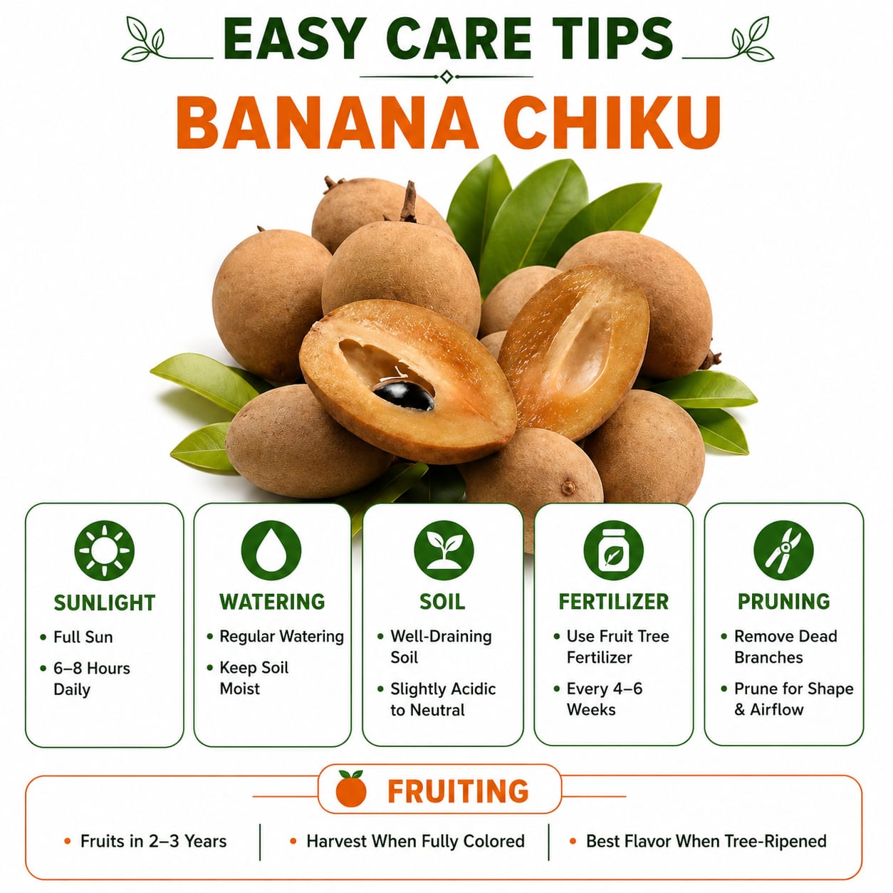 Banana Chiku Grafted Hybrid Plant Perfect for Home & Terrace Gardening
