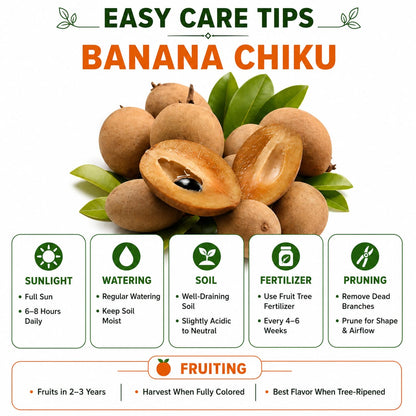 Banana Chiku Grafted Hybrid Plant Perfect for Home & Terrace Gardening