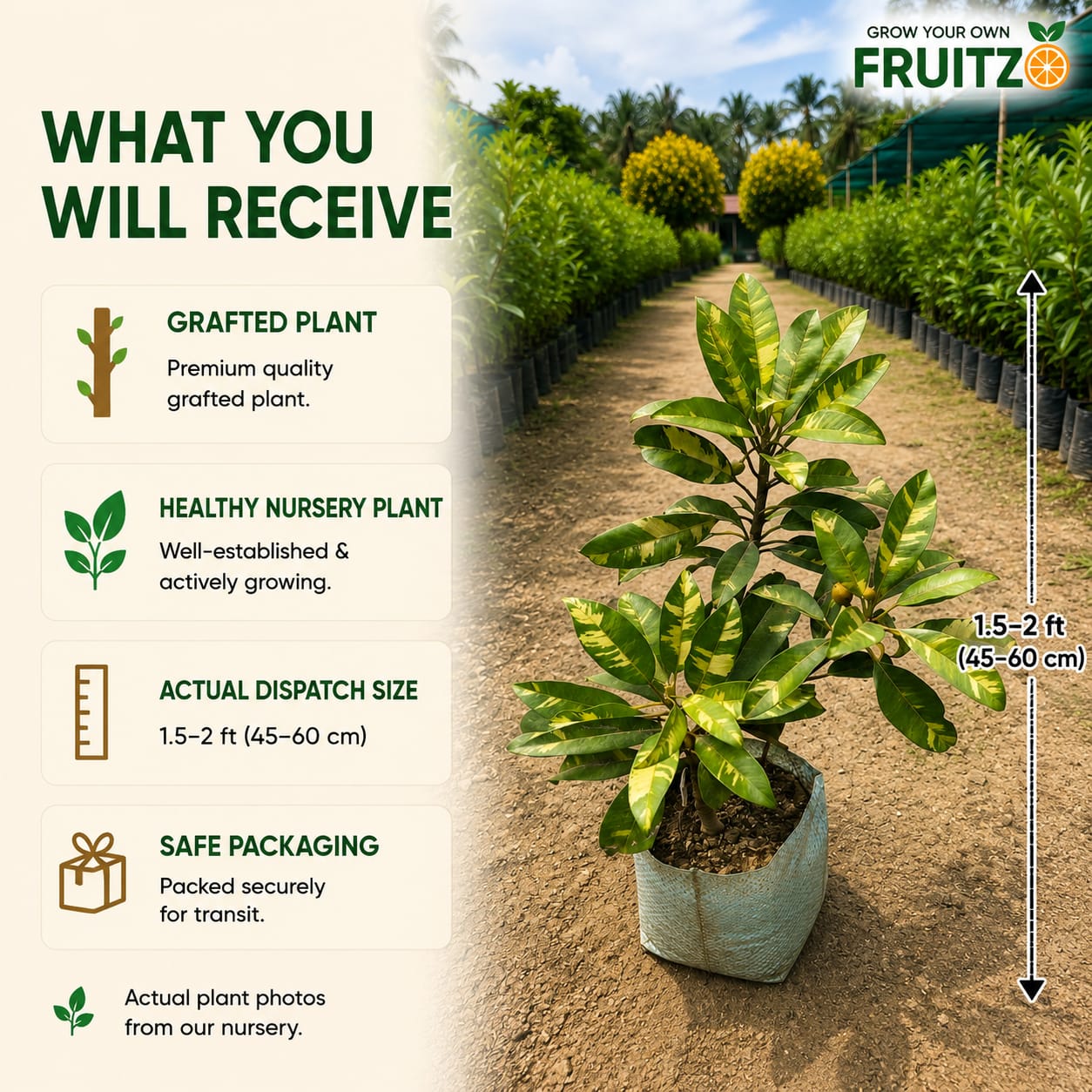 Variegated Chiku/Sapota Grafted Plant For Home & Terrace Gardening