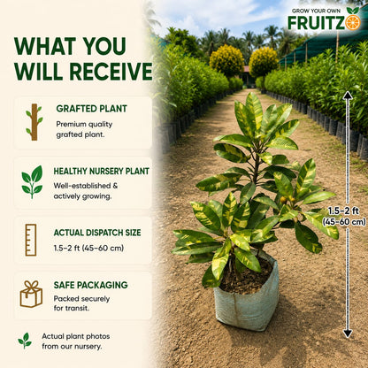 Variegated Chiku/Sapota Grafted Plant For Home & Terrace Gardening
