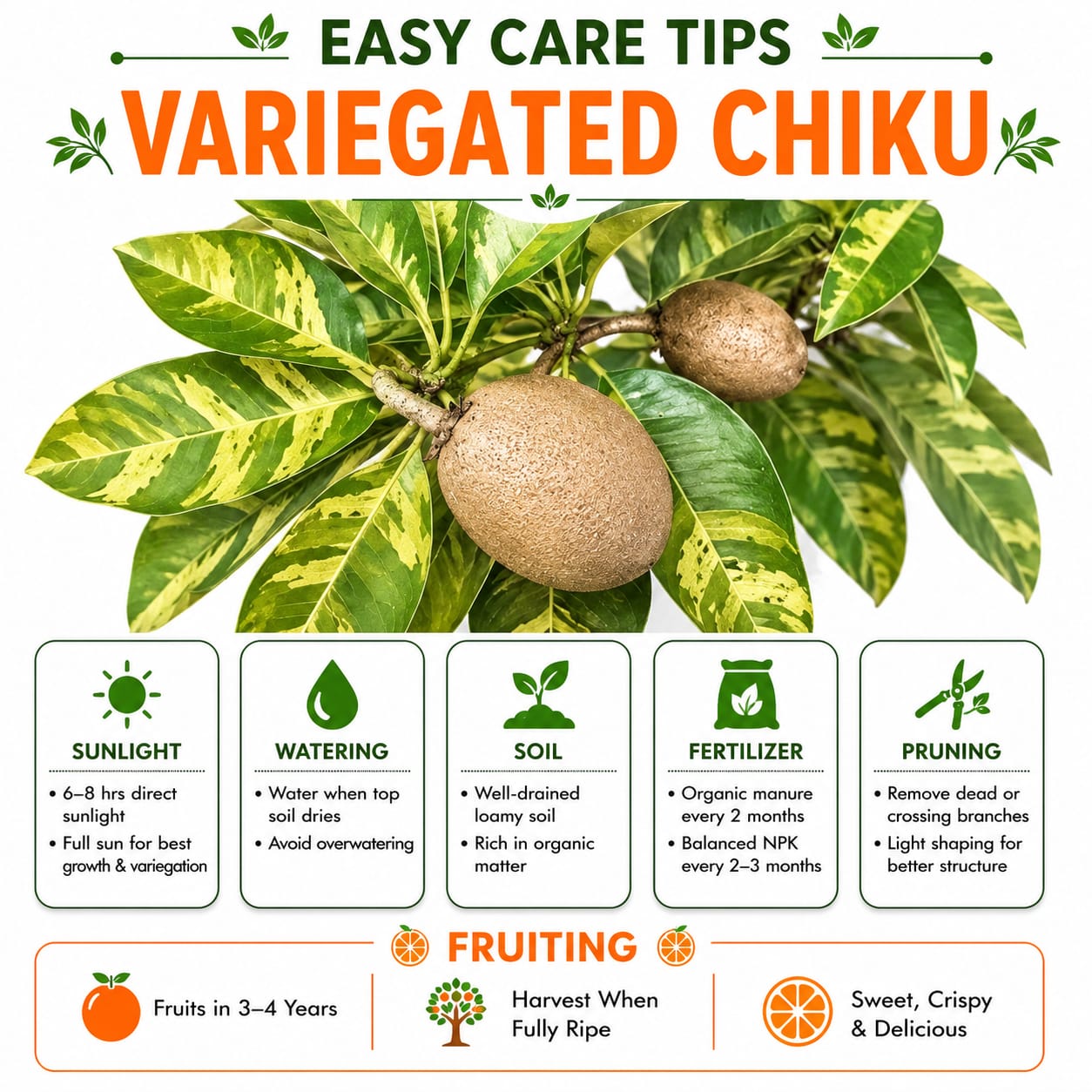 Variegated Chiku/Sapota Grafted Plant For Home & Terrace Gardening