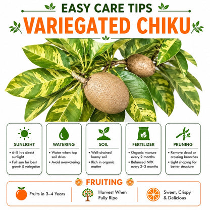 Variegated Chiku/Sapota Grafted Plant For Home & Terrace Gardening