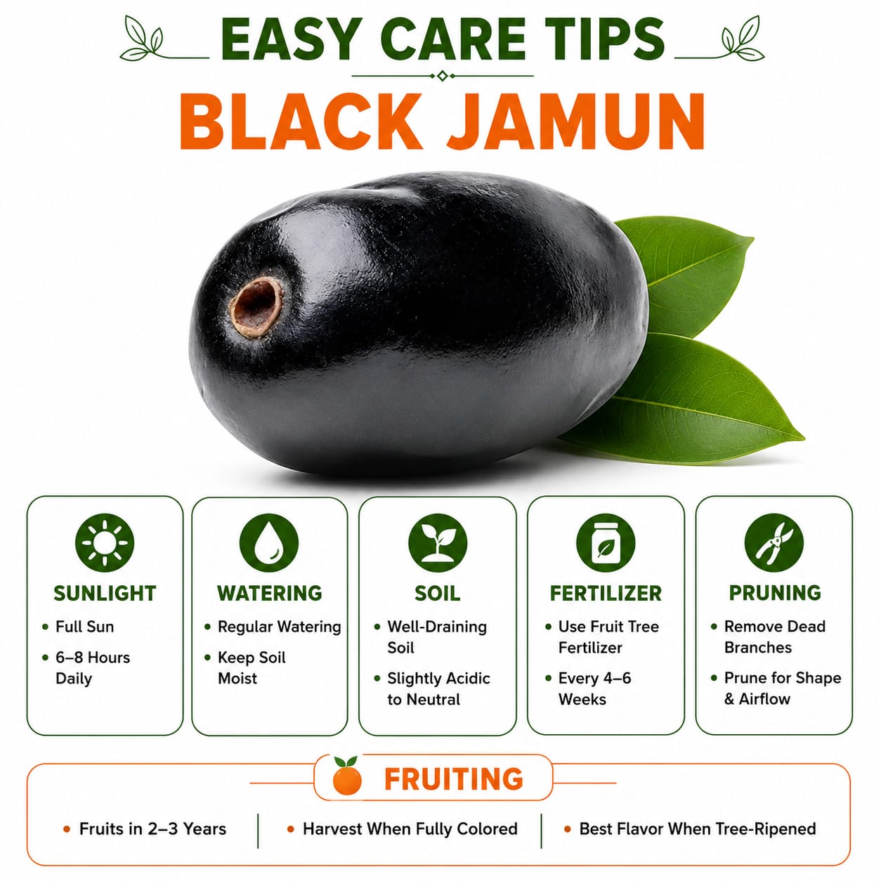 All Time Black Jamun KG-10 plant  for Home & Terrace Gardening