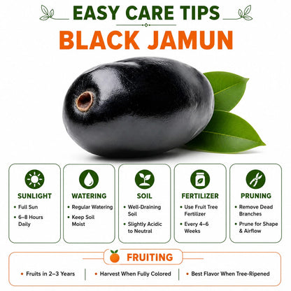 All Time Black Jamun KG-10 plant  for Home & Terrace Gardening