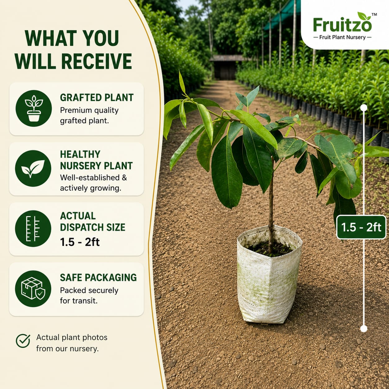 All Time White Jamun Rare Variety Syzygium Cumini Live Fruit Tree  for Home & Terrace Gardening