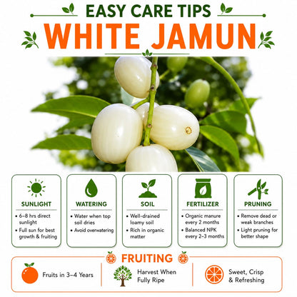 All Time White Jamun Rare Variety Syzygium Cumini Live Fruit Tree  for Home & Terrace Gardening