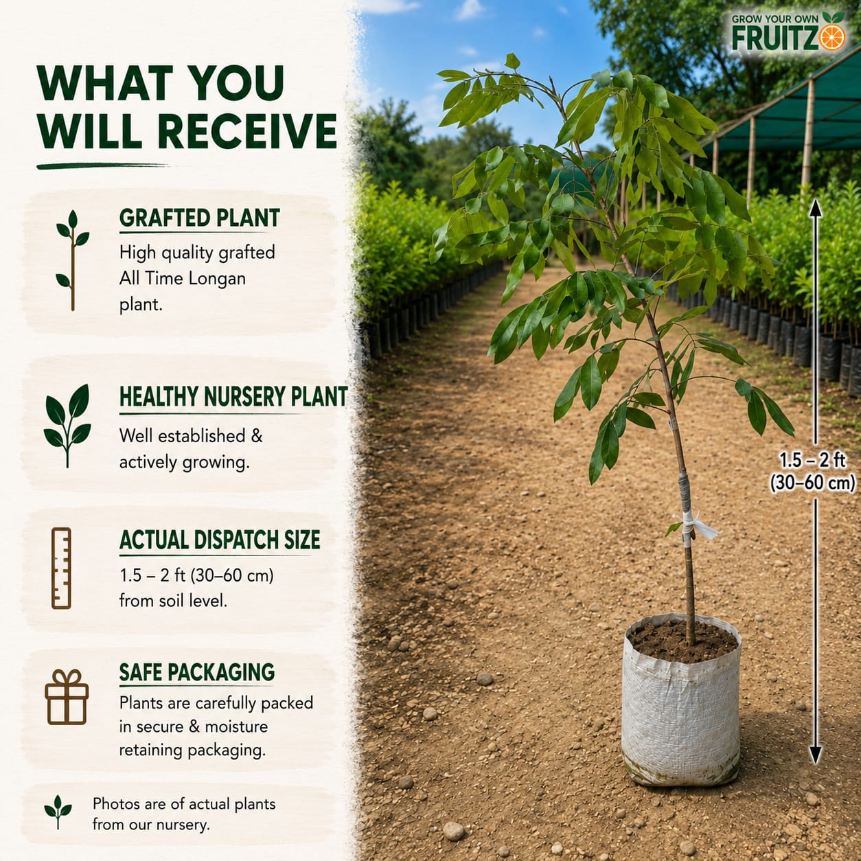 All-Time Longon Grafted Fruit Plant for Home & Terrace Gardening
