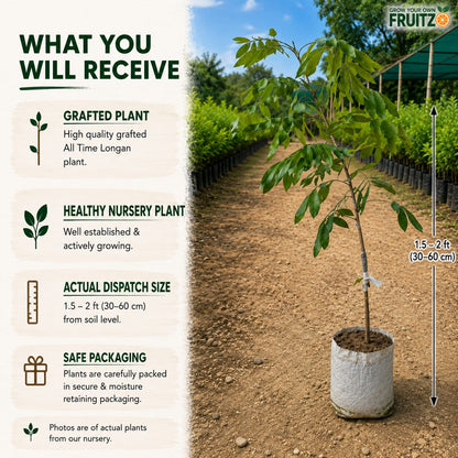 All-Time Longon Grafted Fruit Plant for Home & Terrace Gardening