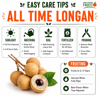 All-Time Longon Grafted Fruit Plant for Home & Terrace Gardening
