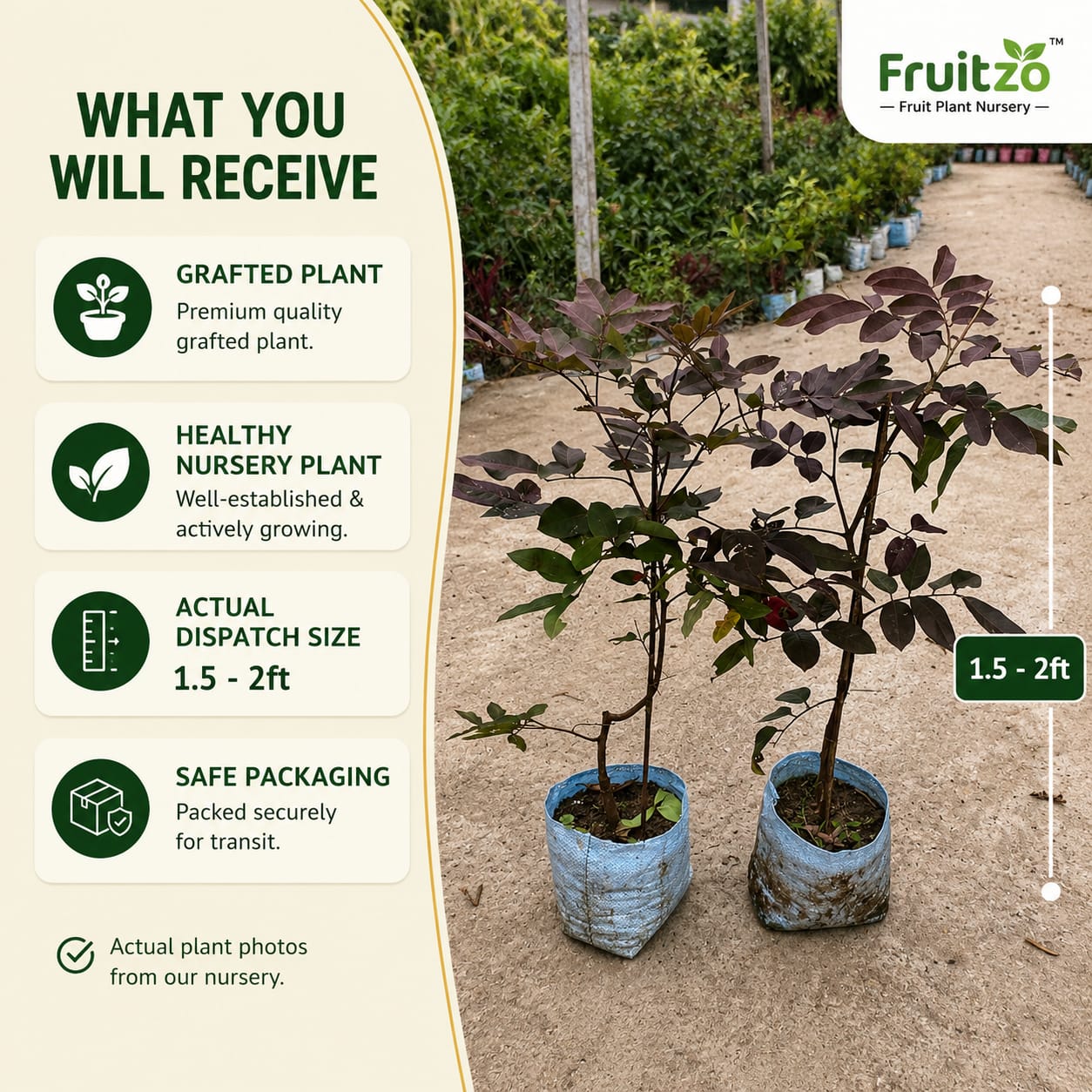 Red Rubby Longon Grafted Fruit Plant for Home & Terrace Gardening