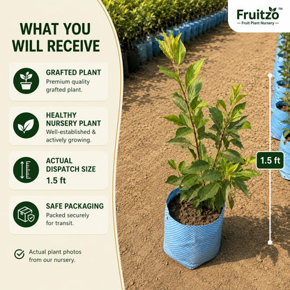 Alu bukhara Grafted plants 1.5-2 Feet  for Home & Terrace Gardening