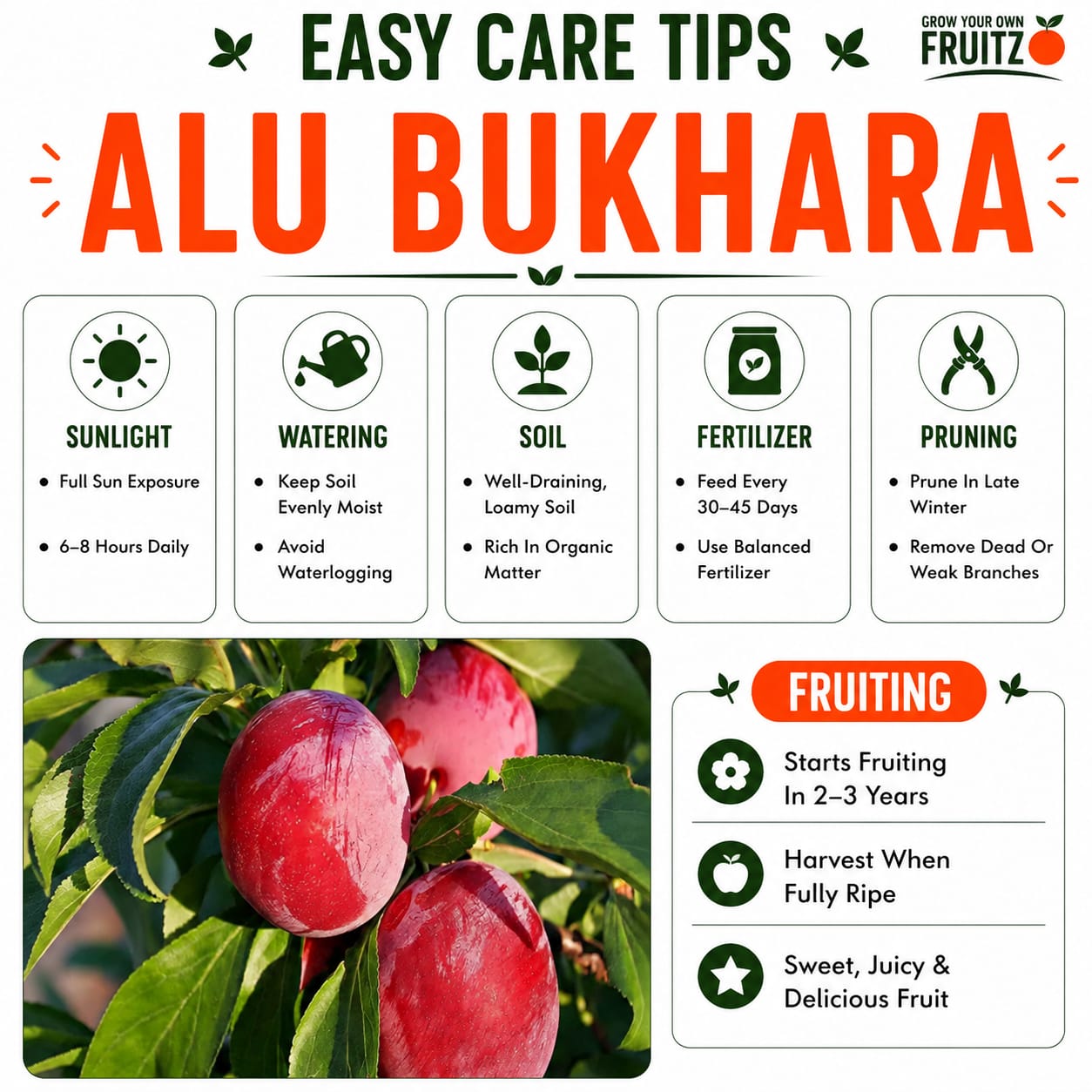 Alu bukhara Grafted plants 1.5-2 Feet  for Home & Terrace Gardening