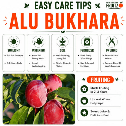 Alu bukhara Grafted plants 1.5-2 Feet  for Home & Terrace Gardening