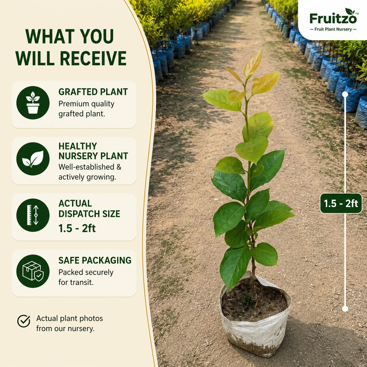 Pershimon Grafted plants 1.5-2 Feet for Home & Terrace Gardening
