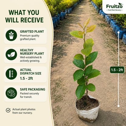 Pershimon Grafted plants 1.5-2 Feet for Home & Terrace Gardening