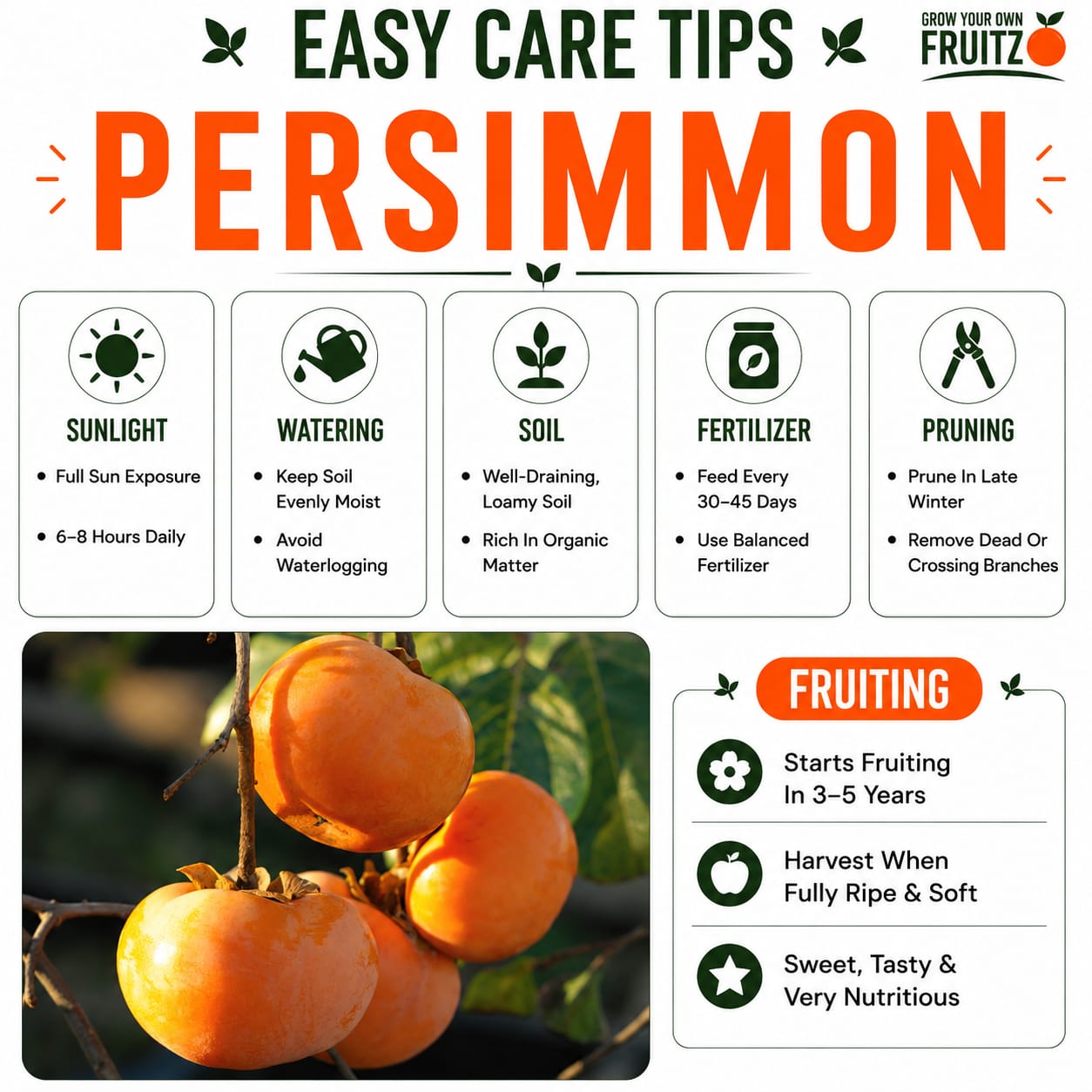 Pershimon Grafted plants 1.5-2 Feet for Home & Terrace Gardening