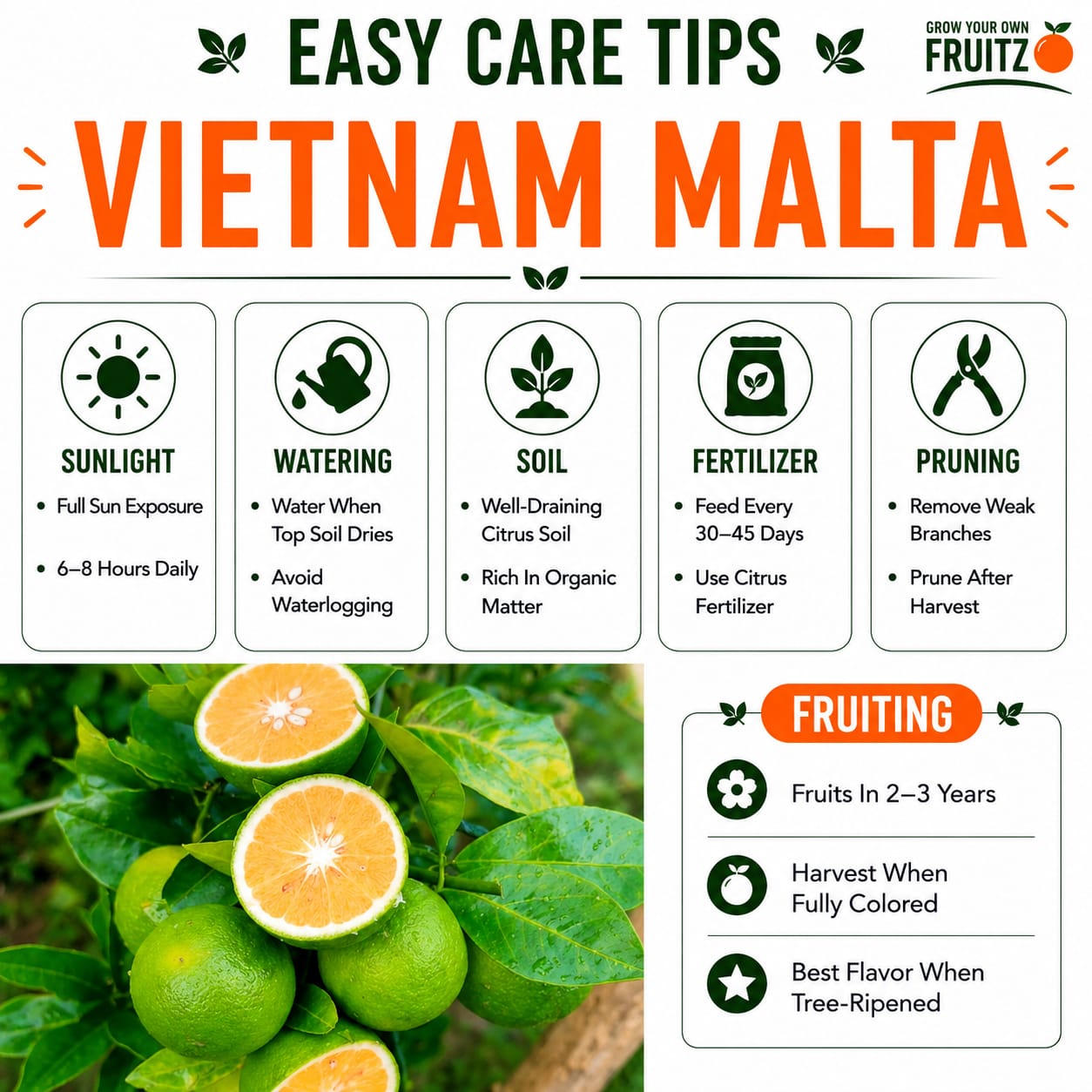 Vietnam Malta Mosambi Grafted Fruit Plant for Home & Terrace Gardening