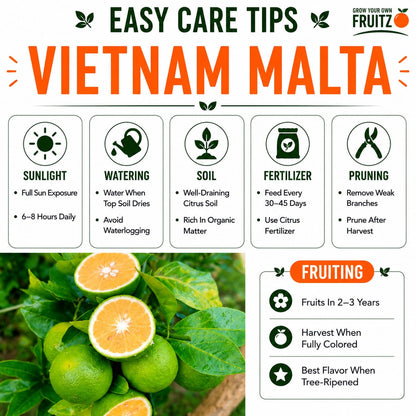 Vietnam Malta Mosambi Grafted Fruit Plant for Home & Terrace Gardening