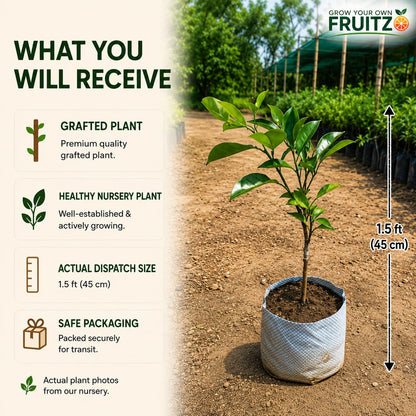 Misorio Malta Grafted Plant for Home & Terrace Gardening