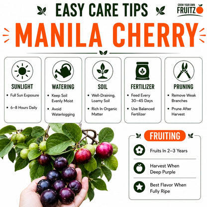 Manila Cherry Grafted Fruit Plant for Home & Terrace Gardening