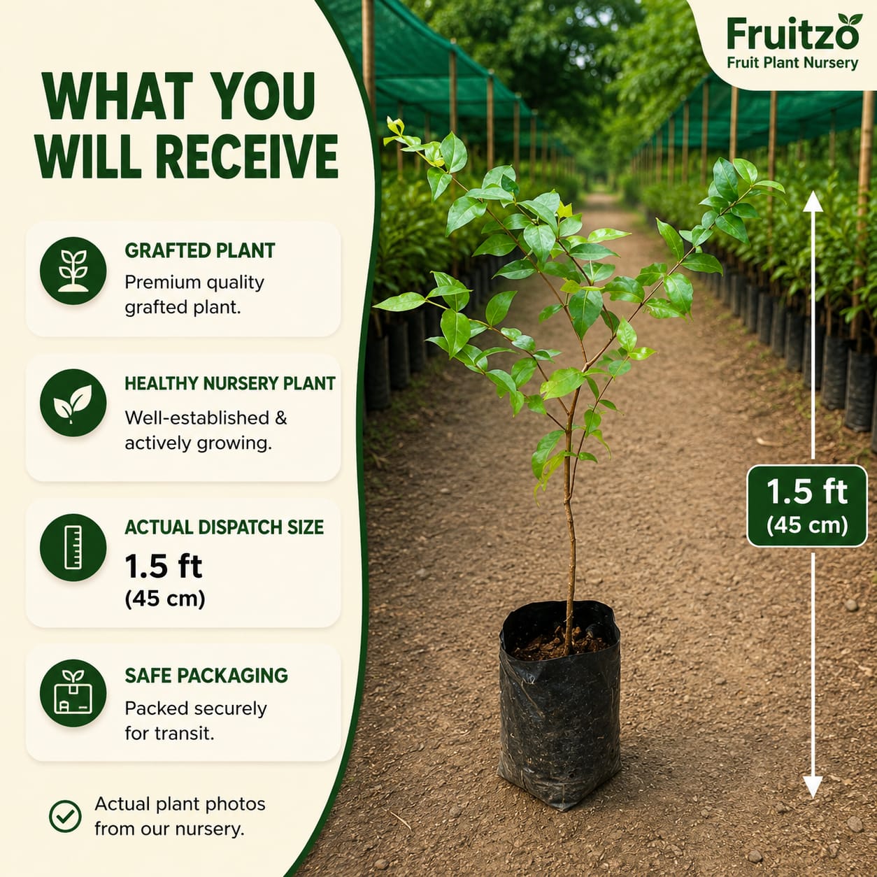 Black Surinam Cherry Grafted Plant For Home And Terrace Garden