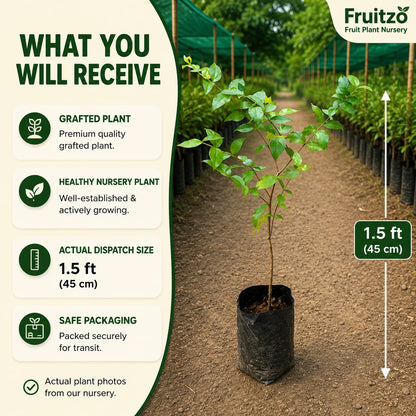 Black Surinam Cherry Grafted Plant For Home And Terrace Garden