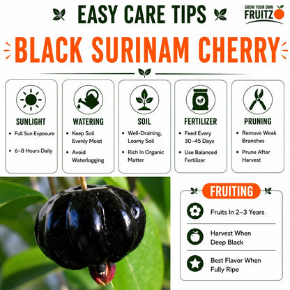 Black Surinam Cherry Grafted Plant For Home And Terrace Garden