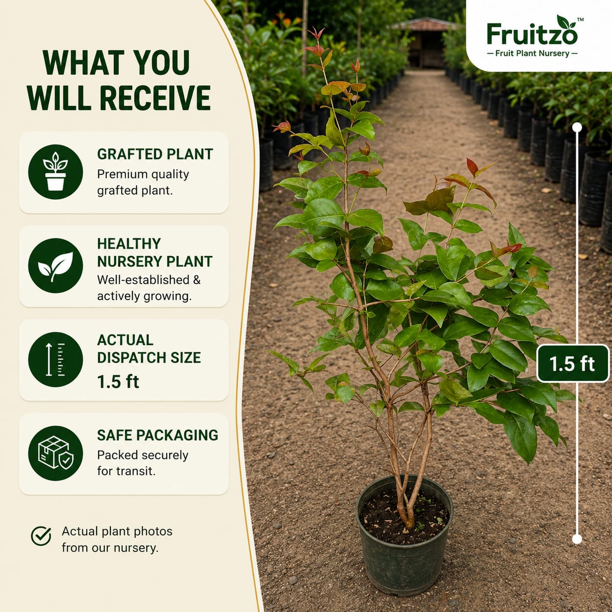 Surinam Cherry Grafted Plant for Home & Terrace Gardening