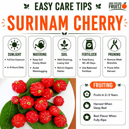 Surinam Cherry Grafted Plant for Home & Terrace Gardening