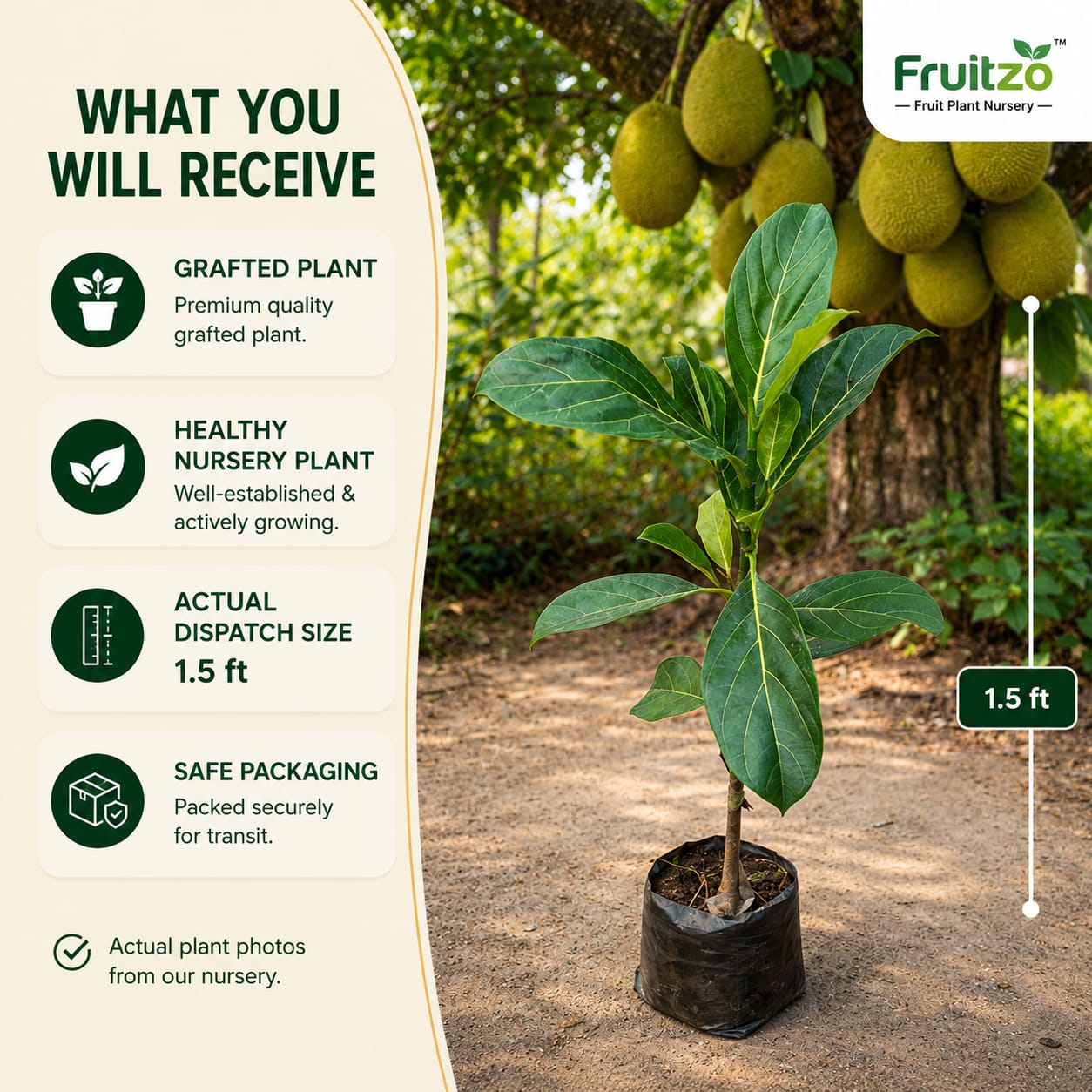 Thai All Time Jackfruit Grafted Plant 1.5 -2 Feet