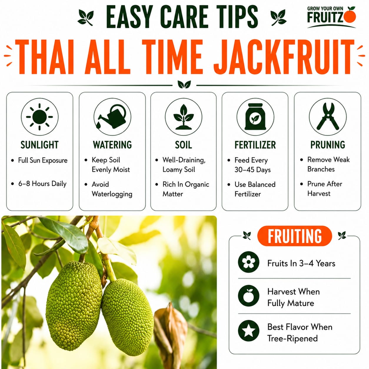 Thai All Time Jackfruit Grafted Plant 1.5 -2 Feet