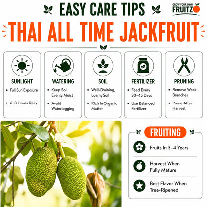 Thai All Time Jackfruit Grafted Plant 1.5 -2 Feet