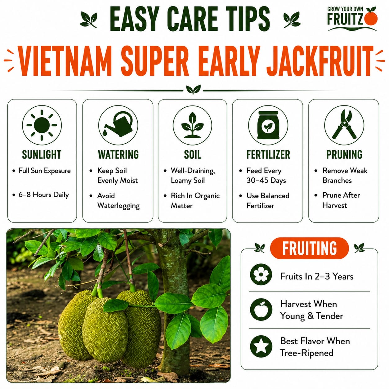 Vietnam Super Early Jackfruit (Grafted) – Premium H for Home & Terrace Gardening