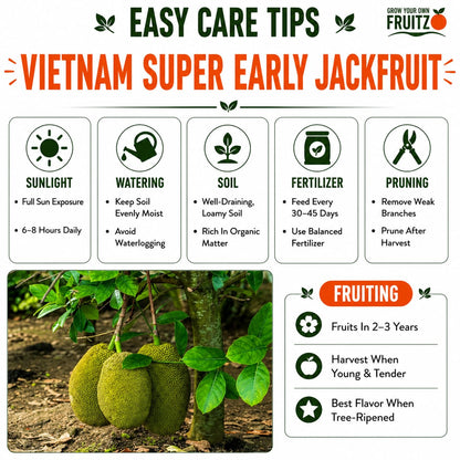 Vietnam Super Early Jackfruit (Grafted) – Premium H for Home & Terrace Gardening