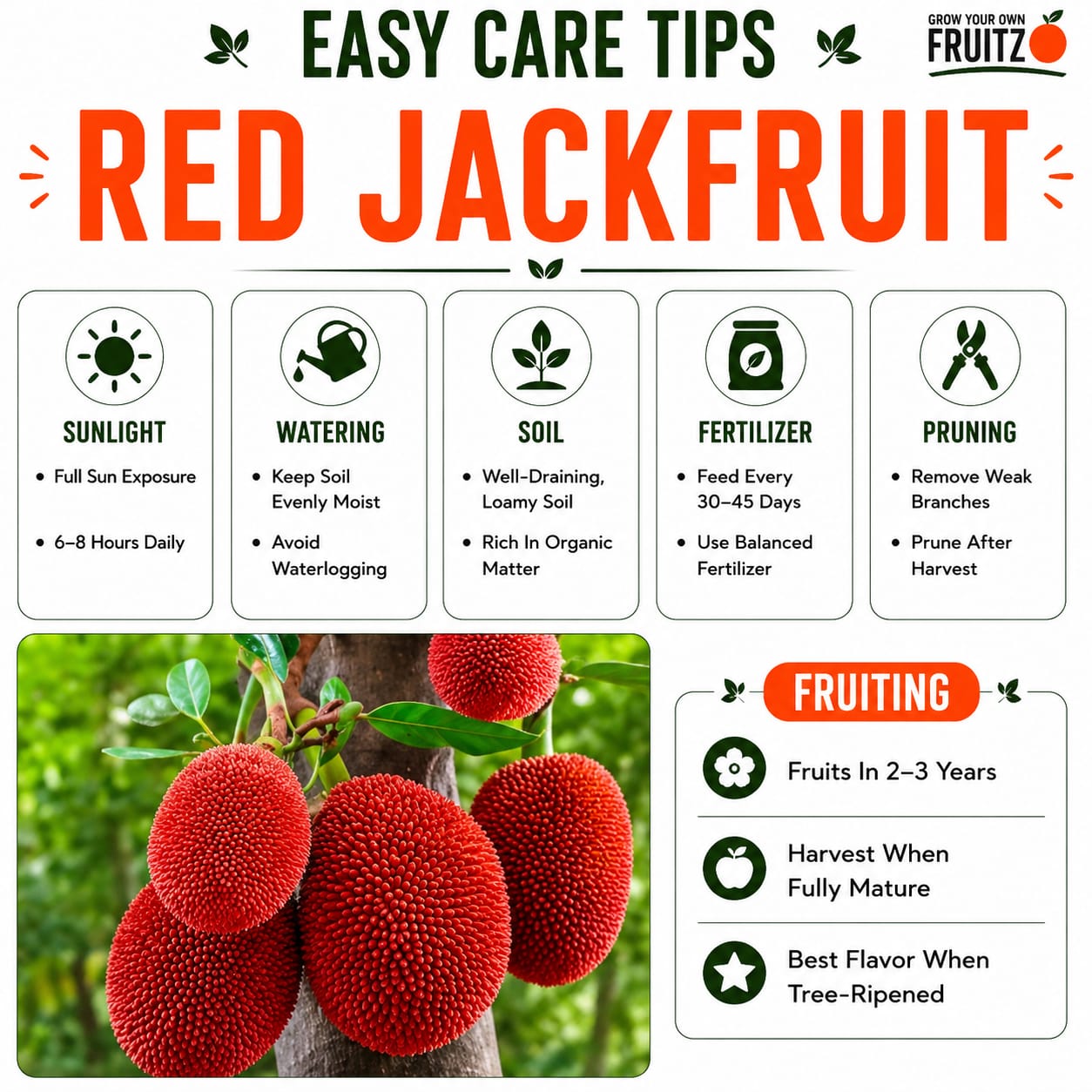 Red Jack Fruit Plant (All-season fruits) Grafted for Home & Terrace Gardening