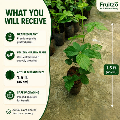 Black Berry Grafted Fruit Plant  for Home & Terrace Gardening
