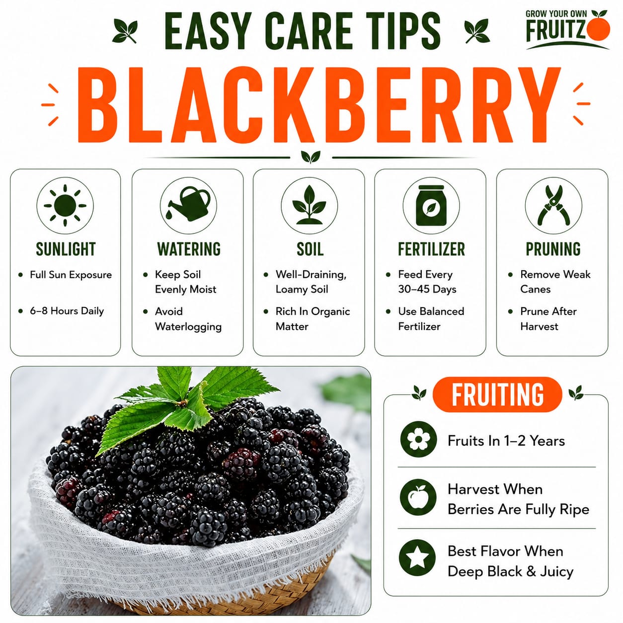 Black Berry Grafted Fruit Plant  for Home & Terrace Gardening