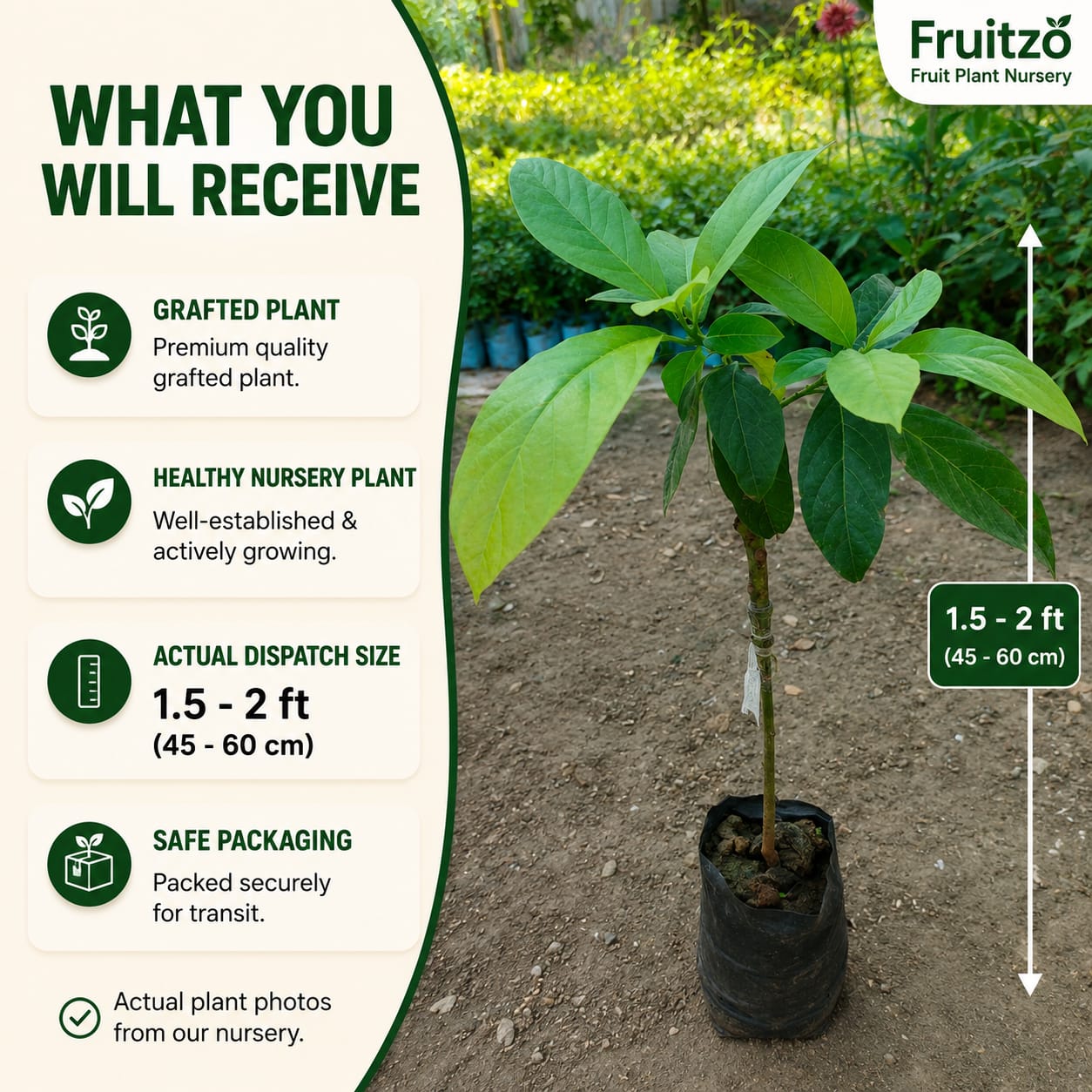 Avocado Grafted Fruit Plant  for Home & Terrace Gardening