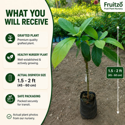 Avocado Grafted Fruit Plant  for Home & Terrace Gardening