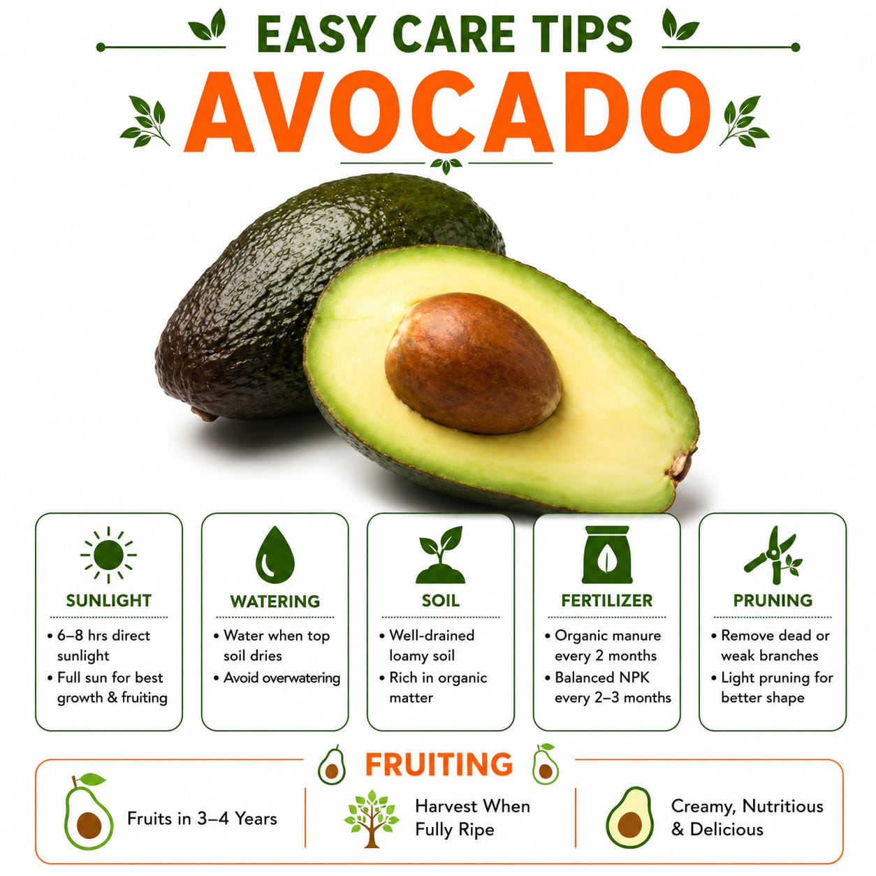 Avocado Grafted Fruit Plant  for Home & Terrace Gardening