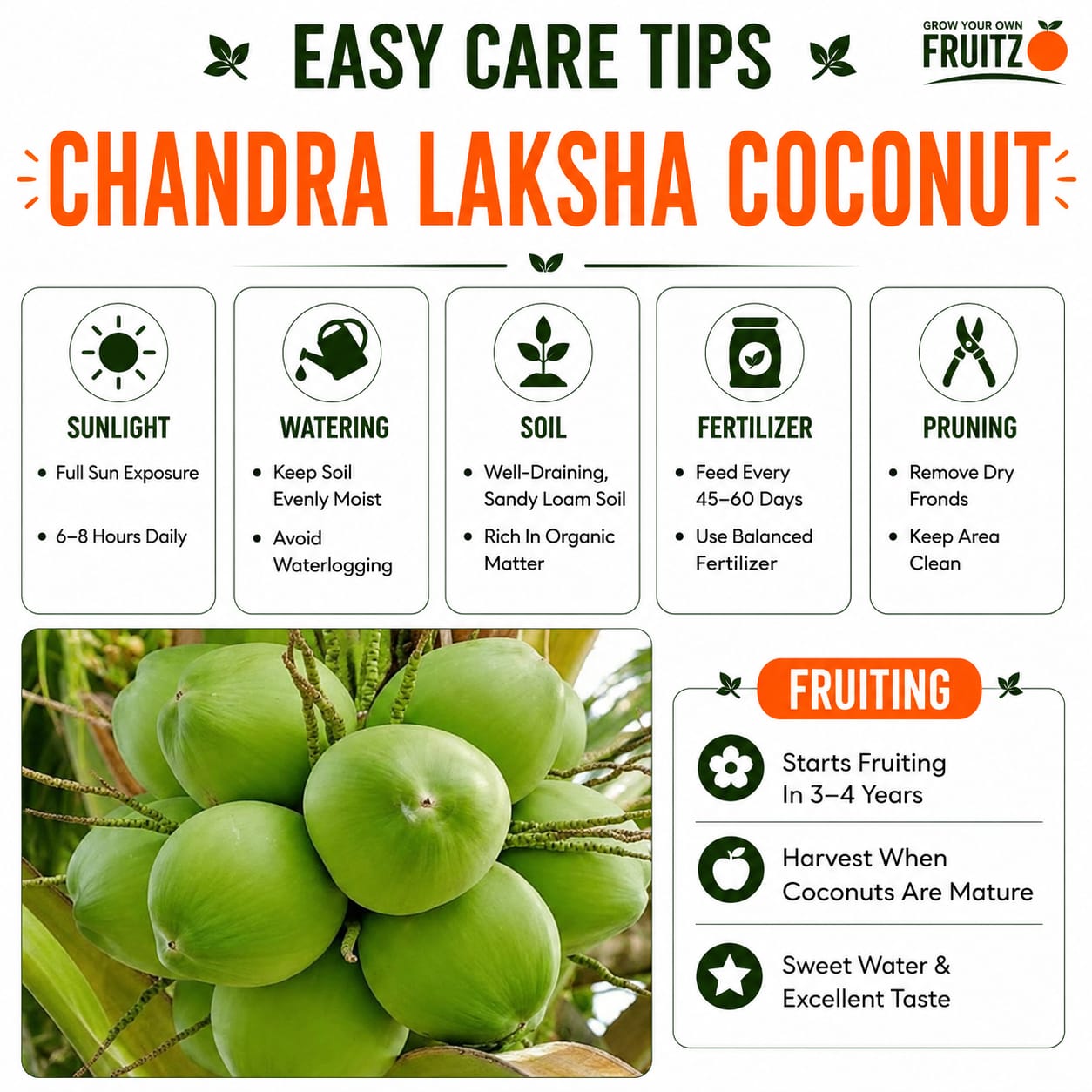 Chandra Laksha coconut plants 2.5-3Feet for Home & Terrace Gardening