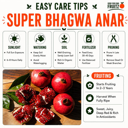 Super Bhagwa Anar (Grafted) Plant for Home & Terrace Gardening